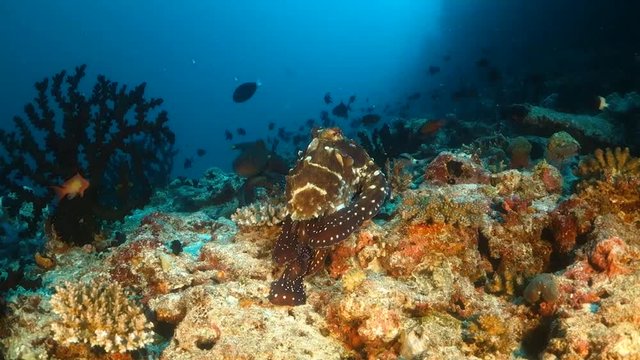 Pair of reef octopus swimming over colorful coral reef