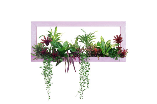 Tropical plants bush decor (hanging Dischidia, Bromeliad, Dracaena, Begonia, Bird’s nest fern) indoor garden nature backdrop, vertical garden wall planter pink wood frame on white with clipping path.