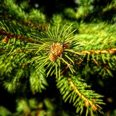 plant
