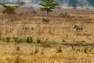 Wild boar
