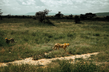 Two wild cheetahs in tanzanian savanna. Africa, Serengeti national park.