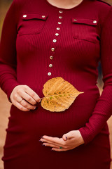 Close up of pregnant belly in nature, woman hands gently pat her stomach and hold the autumn leaf,...