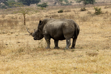 Obraz premium Black horned rihinoceros