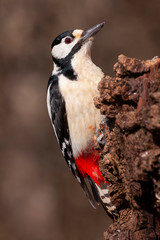 Male Great Spotted Woodpecker, Dendrocopos major, perched on an old trunk on an unfocused brown background