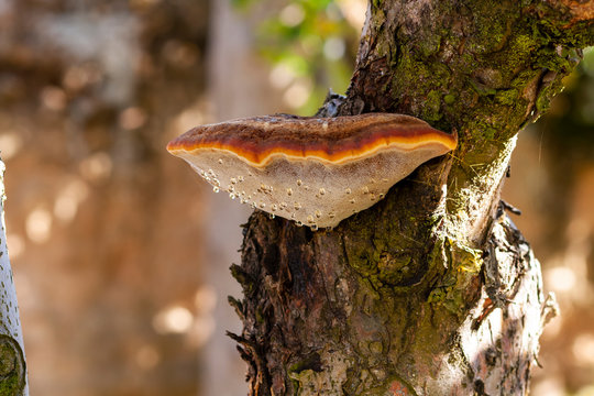 Inonotus hispidus, growing on the trunk of an old apple tree