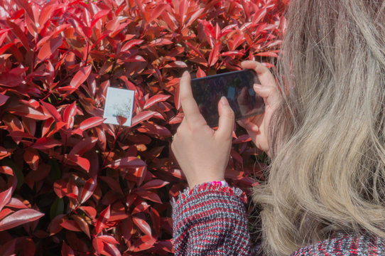 Young asian girl with dyed hair taking photo of the red bush plants with cellphone in the sunny day.