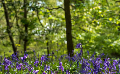 Carpet of wild bluebells in woodland, photographed at Pear Wood next to Stanmore Country Park in Stanmore, Middlesex, UK