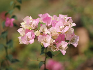 Magnoliophyta Scientific name Bougainvillea Paper flower pink color on blurred of nature background