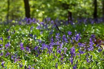 Obraz na płótnie Canvas Carpet of wild bluebells in woodland, photographed at Pear Wood next to Stanmore Country Park in Stanmore, Middlesex, UK