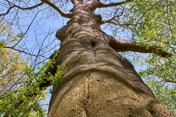 Fototapeta premium Old veteran beech tree in spring 