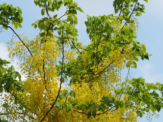 yellow color flowers Cassia fistula, Golden Shower Tree, Ratchaphruek full blooming beautiful in garden blurred of nature background