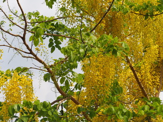 yellow color flowers Cassia fistula, Golden Shower Tree, Ratchaphruek full blooming beautiful in garden blurred of nature background