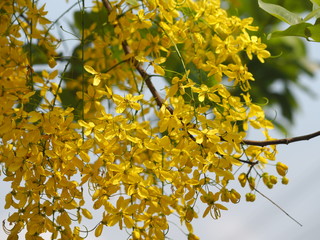 yellow color flowers Cassia fistula, Golden Shower Tree, Ratchaphruek full blooming beautiful in garden blurred of nature background
