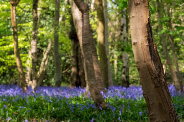 Carpet of wild bluebells in woodland, photographed at Pear Wood next to Stanmore Country Park in Stanmore, Middlesex, UK