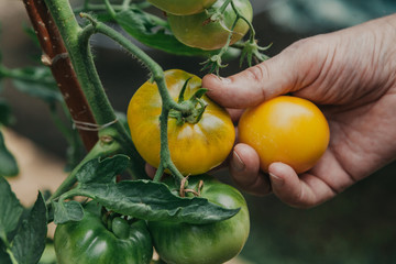 Men hands pick brown tomatoes from  bush