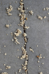 Seeds dropped onto concrete and forming a random abstract pattern. Symbol of nature and technological pollution.