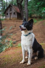 hermoso border collie blanco y negro sentando mirando a la camara