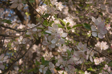Apple tree blooms with white flowers