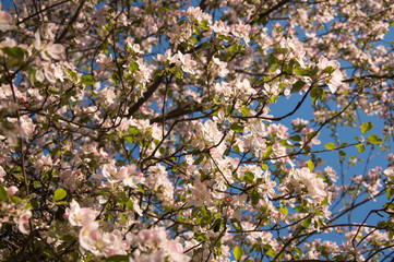 The apple tree blooms with white flowers amid blue and clear skies on a sunny spring day.