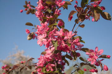 Bright apple flowers on a branch with green leaves against the background of the blue sky.