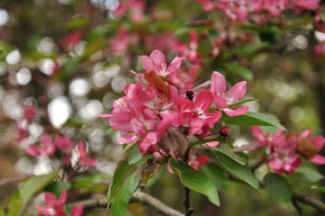 Pink apple flowers on a branch with green leaves. The back background is beautifully blurred.