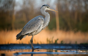 Grey heron eating fish