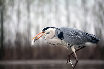 Grey heron eating fish
