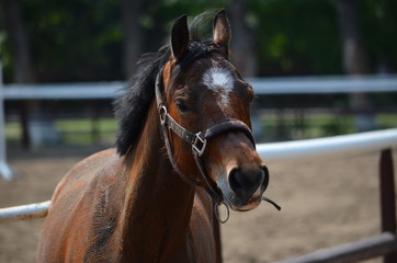 Obraz premium horse