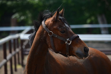 Naklejka premium horse