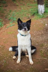 hermoso border collie blanco y negro sentando mirando a la camara