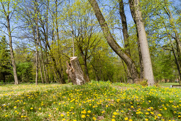 Wiosna w Parku Lubomirskich, Dojlidy, Białystok, Podlasie