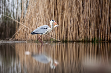 Grey heron eating fish