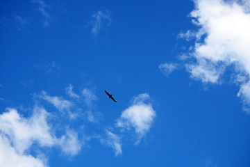 The dark silhouette of the big predatory bird and the blue sky with white clouds