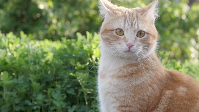 ginger cat sitting in green grass and observing environment, cat walking outdoors, pet hunting on spring nature, moving ears and ready to act, life of domestic animals