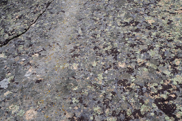 The surface of the big grey spotted rock with lichens