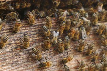 bees at work