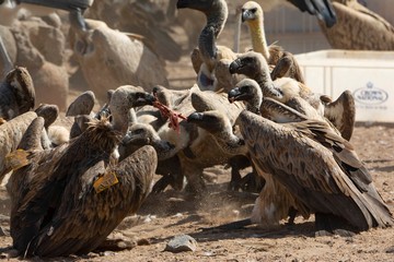 Two vultures fighting for a piece of meat.