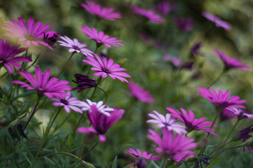 meadow with pink daisies of the Cape