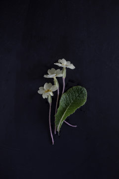 Primroses