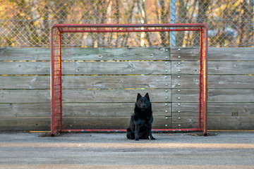 black dog as goalkeeper