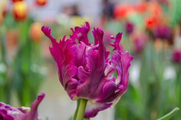 Obraz premium View of beautiful spring tulips