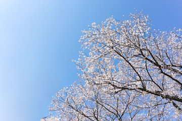 青空背景の満開の桜