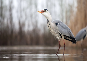 Grey heron eating fish