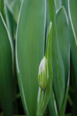 View of a closed tulip bud
