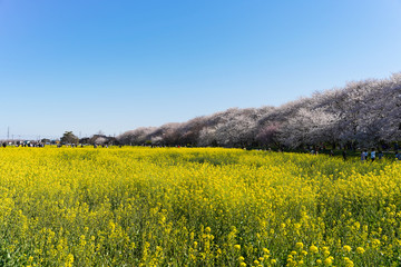 Fototapeta premium 青空の下の桜と菜の花畑