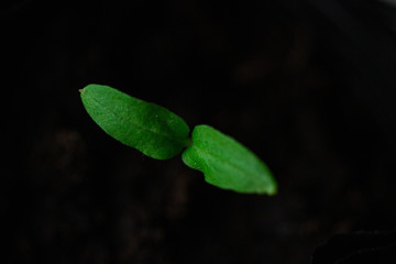 Green seedlings, sprouts growing from the soil, black soil, young, macro