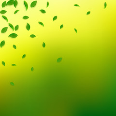 Falling green leaves. Fresh tea chaotic leaves fly