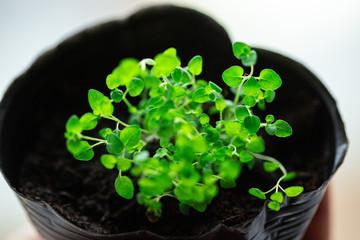 Fresh green cumin in a pot on a white background, top view