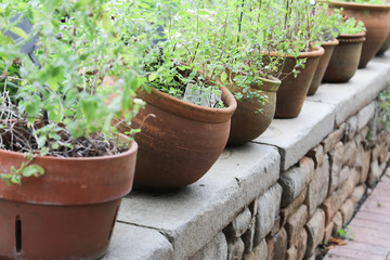 herb seedlings in pots