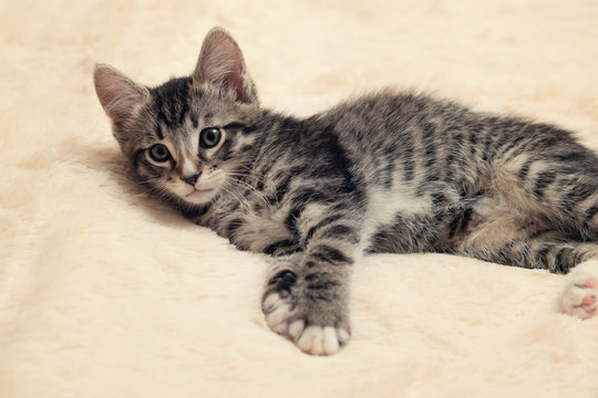 Cute gray tabby kitten lies on a fluffy cream fur blanket